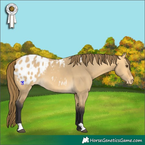 Horse Color:Buckskin Dun Blanket