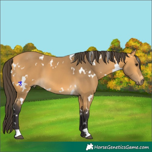Horse Color:White Spotted Buckskin 