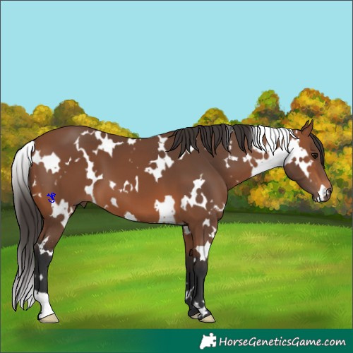 Horse Color:White Spotted Bay