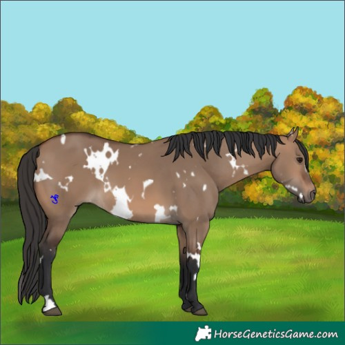 Horse Color:White Spotted Brown Dun
