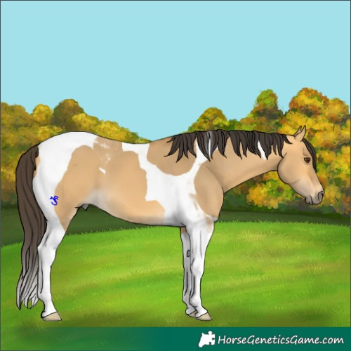Horse Color:Buckskin Dun Tobiano