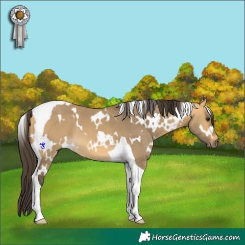 Horse Color:White Spotted Buckskin Dun Tobiano