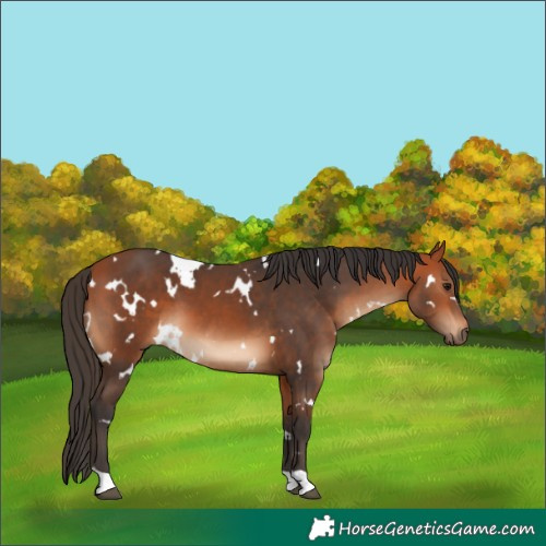 Horse Color:White Spotted Bay