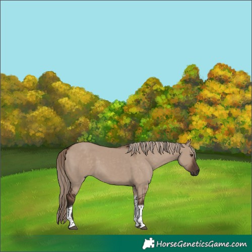 Horse Color:Liver Red Dun Tobiano