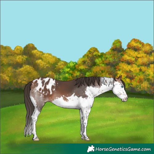 Horse Color:Bay Splash Tobiano Blanket
