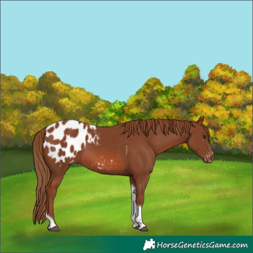 Horse Color:Chestnut Tobiano Blanket