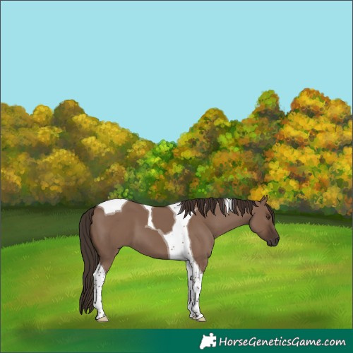 Horse Color:Liver Red Dun Tobiano