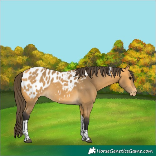 Horse Color:Buckskin Tobiano Blanket