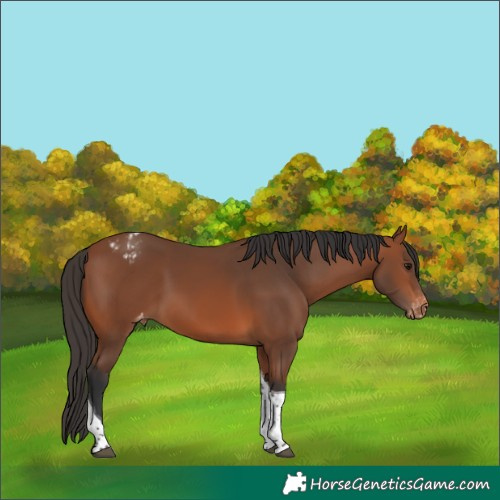 Horse Color:Bay Tobiano Blanket