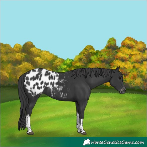 Horse Color:Black Tobiano Blanket 