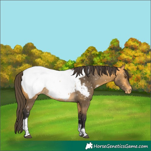 Horse Color:Buckskin Tobiano Near Fewspot 