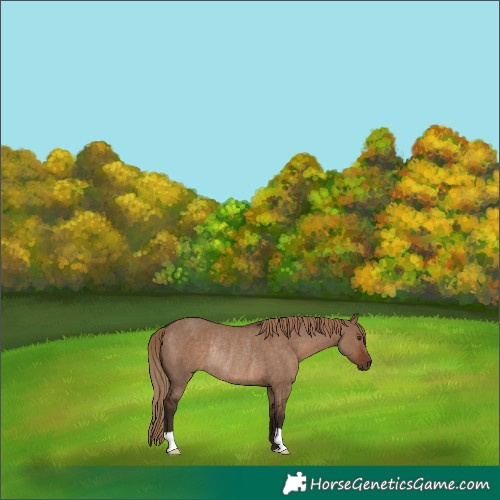 Horse Color:Liver Red Dun Rabicano 