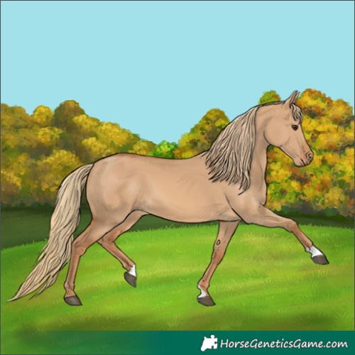 Horse Color:Red Dun 