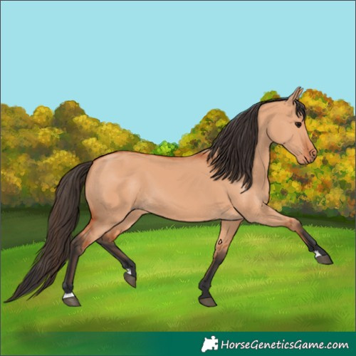 Horse Color:Bay Dun