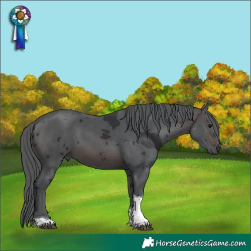 Horse Color:Brown Merle Tobiano