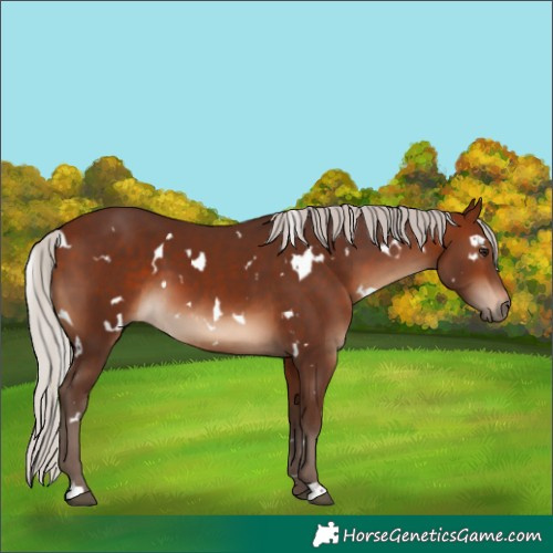 Horse Color:White Spotted Silver Bay 