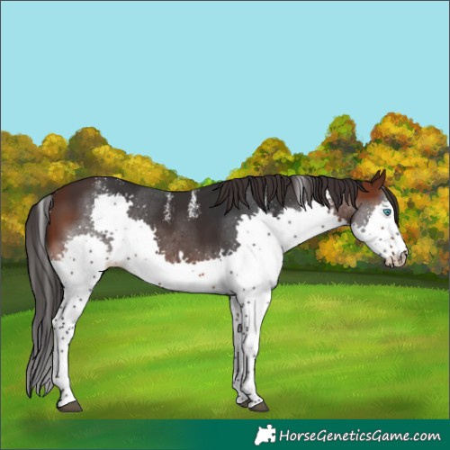Horse Color:Powder White Brown Splash 