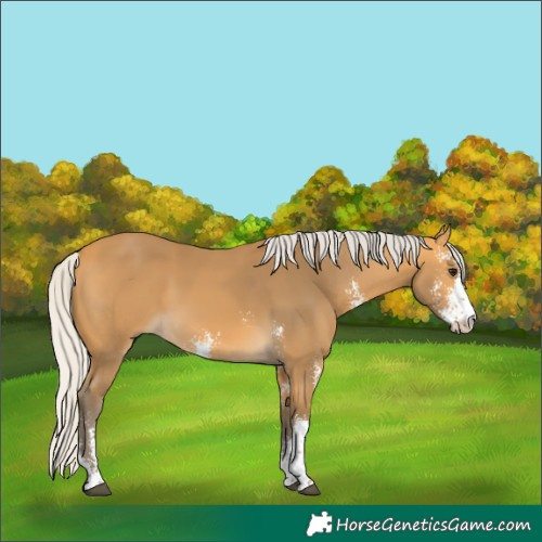 Horse Color:Silver Buckskin Sabino