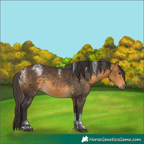 Horse Color:Powder White Buckskin 