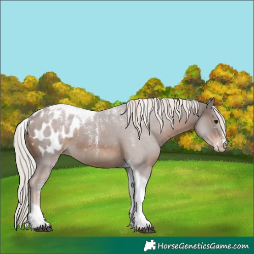 Horse Color:Powder White Silver Brown Tobiano Blanket 