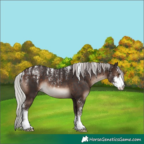 Horse Color:Powder White Silver Brown Mushroom Sabino 