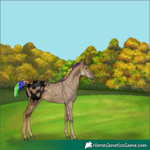 Horse Color:Gray Void Painted Chocolate Palomino Dun Appaloosa 