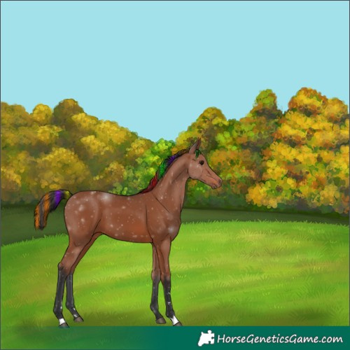 Horse Color:Painted Bay