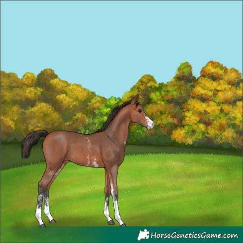 Horse Color:Bay Sabino 