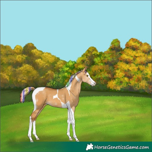 Horse Color:Painted Palomino Dun Sabino Splash Tobiano 