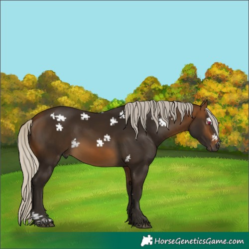Horse Color:Gray Silver Buckskin Rabicano