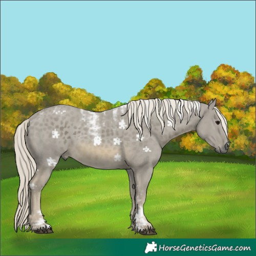 Horse Color:Powder White Silver Smoky Black Mushroom Frame Rabicano 