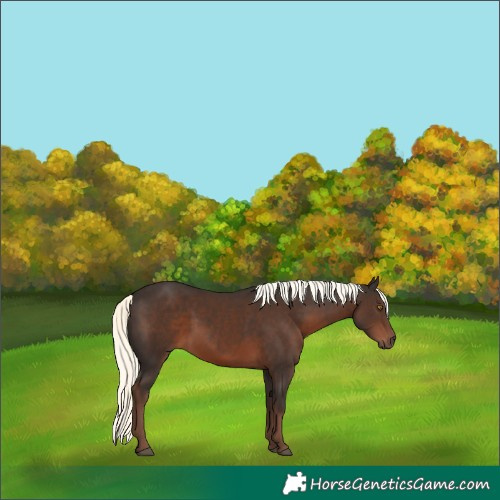 Horse Color:Liver Chestnut Mushroom 
