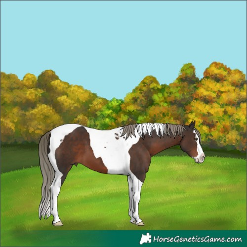 Horse Color:Liver Chestnut Mushroom Splash Tobiano