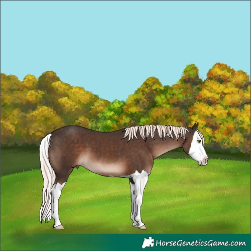 Horse Color:Liver Chestnut Mushroom Splash