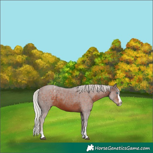 Horse Color:Powder White Silver Brown Splash Rabicano