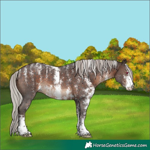 Horse Color:Powder White Silver Brown Sabino