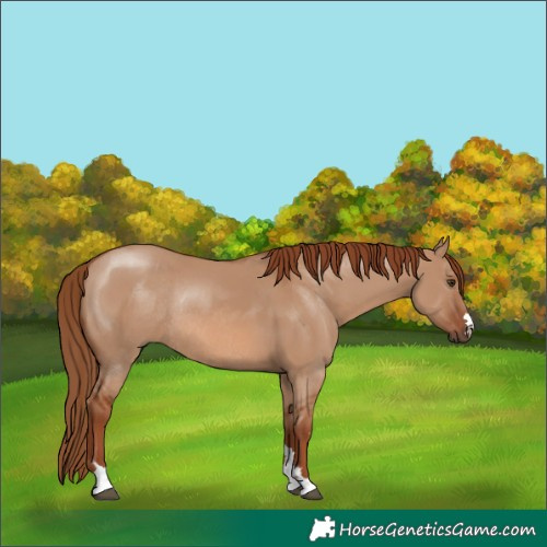 Horse Color:Red Dun Rabicano
