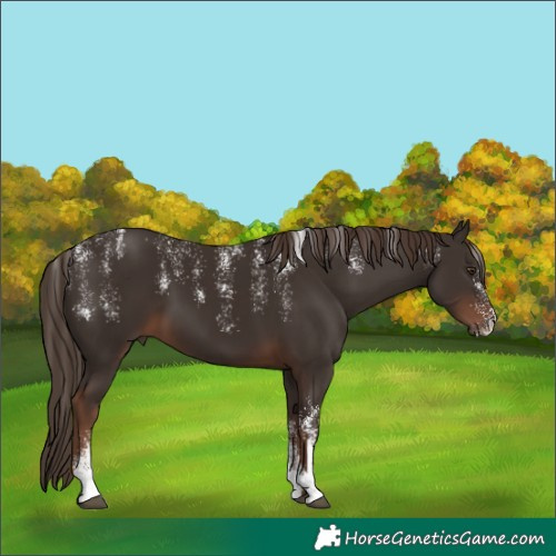 Horse Color:Powder White Liver Chestnut 