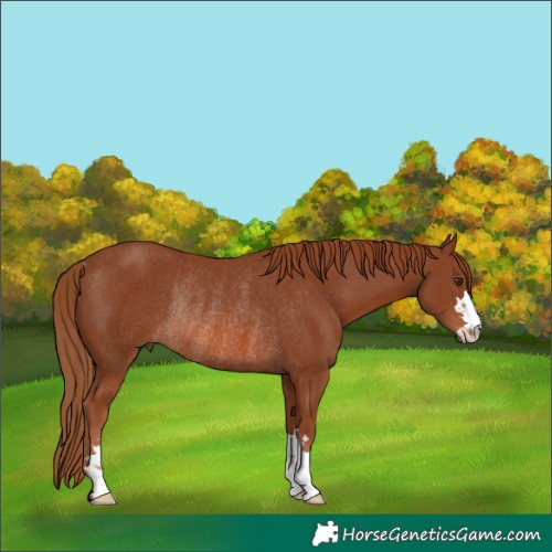 Horse Color:Chestnut Rabicano 