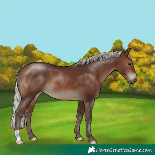 Horse Color:Silver Brown 