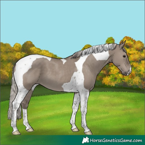 Horse Color:Silver Grullo Tobiano