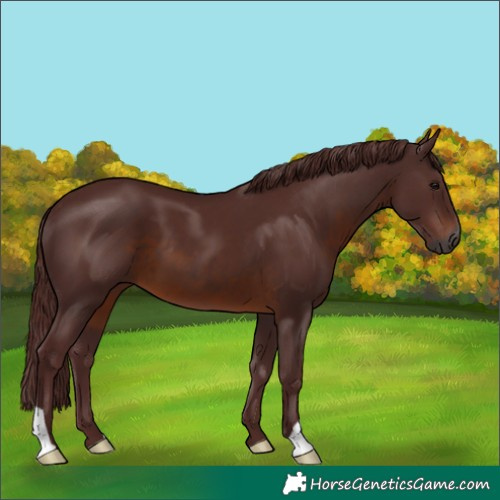 Horse Color:Gray Chocolate Brown 