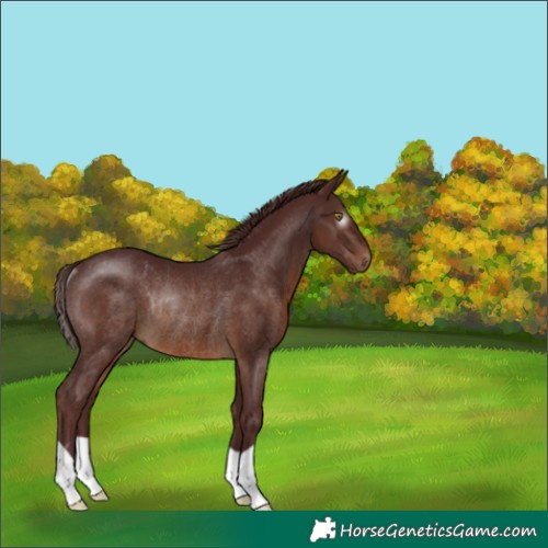 Horse Color:Gray Chocolate Brown Rabicano