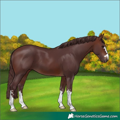 Horse Color:Chocolate Brown