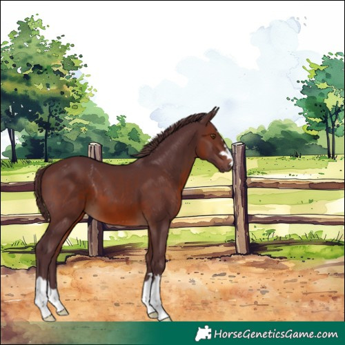 Horse Color:Chocolate Brown 