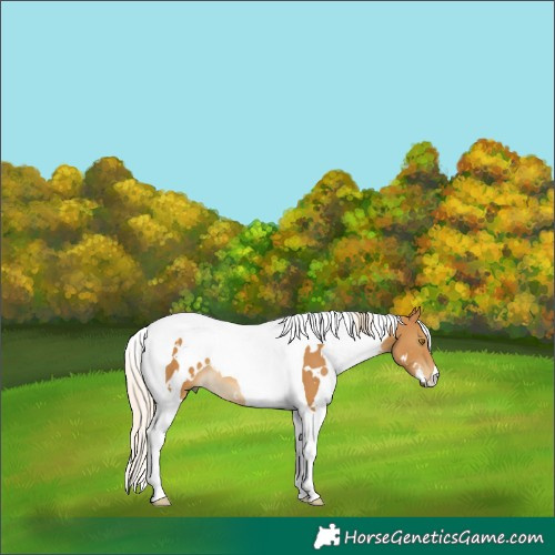 Horse Color:White Spotted Palomino Tobiano 
