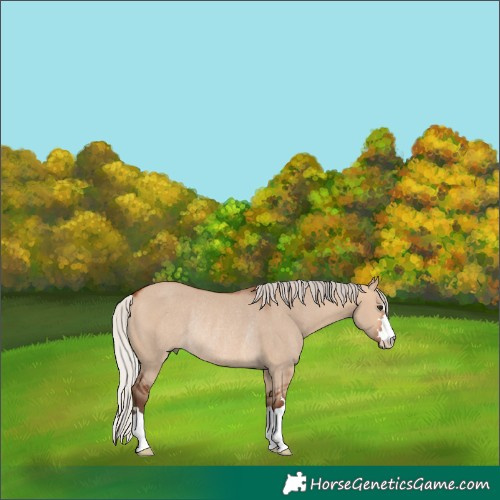 Horse Color:Silver Bay Dun Rabicano