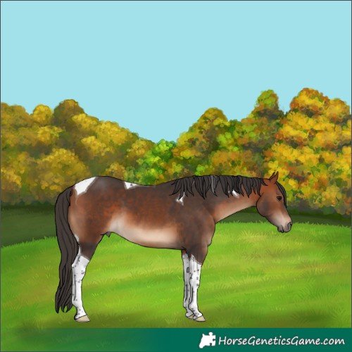 Horse Color:Bay Tobiano