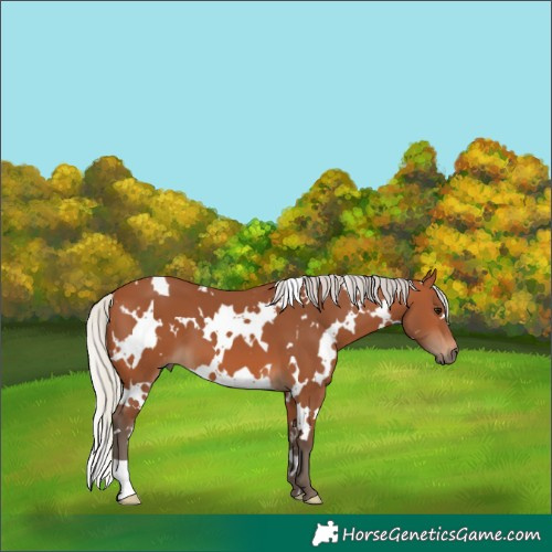 Horse Color:White Spotted Silver Bay 