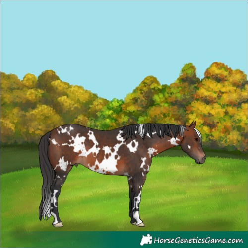 Horse Color:White Spotted Brown